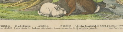 Antique Platypus, Anteater and Sloth Print with Pangolin, Kolb, circa 1890, close-up 2