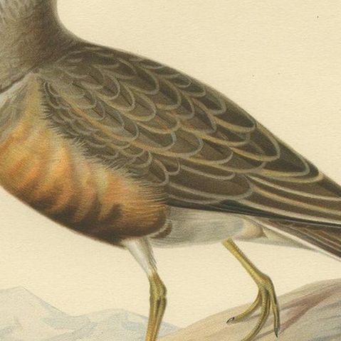 Antique Bird Print of the Eurasian Dotterel by Von Wright, 1929, close-up 2