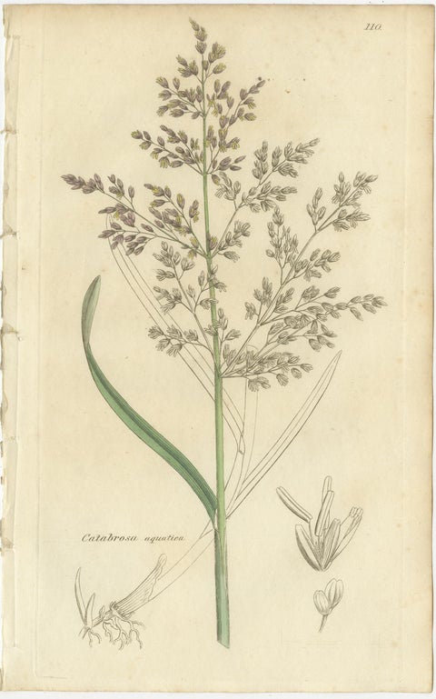 Eight Antique Botanical Engravings of Aira, Avena & Holcus Meadow Grasses, 1830, view 7