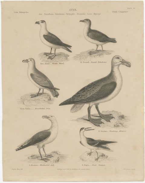Antique Print of the Wandering Albatross, Blackbacked Gull and other Birds, view 2