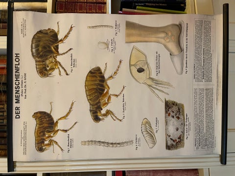 Vintage School Chart, a German Poster Depicting the Human Flea, Early 1900's, view 2