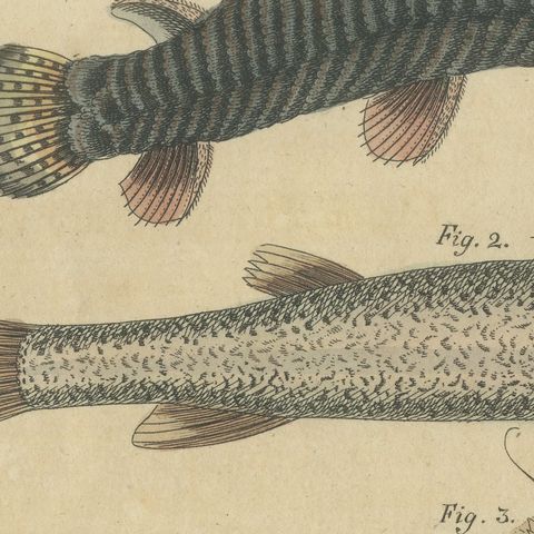 Five Catfish with Long Barbels, Antique Bertuch Print, circa 1815, close-up 4