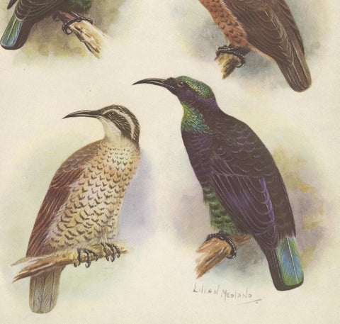 Antique Print of the Queen Victoria Rifle Bird and the Rifle Bird, 1950, view 3