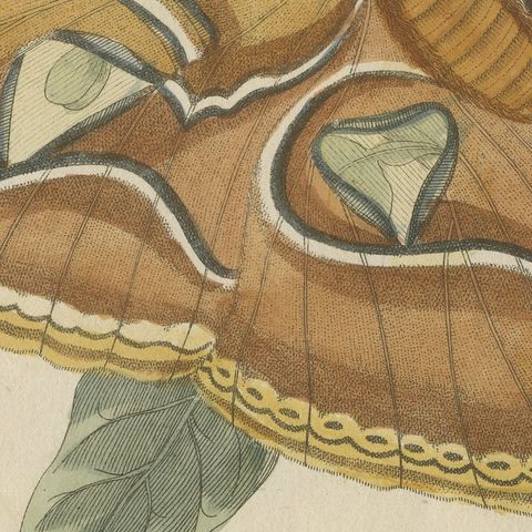 Atlas Moth on a Flowering Branch, Antique Bertuch Print, Vienna, circa 1805, close-up 3