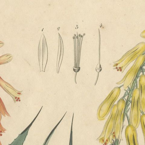 Antique Botanical Print of Aloe Socotrina & Aloe Vulgaris, c.1831, close-up 5