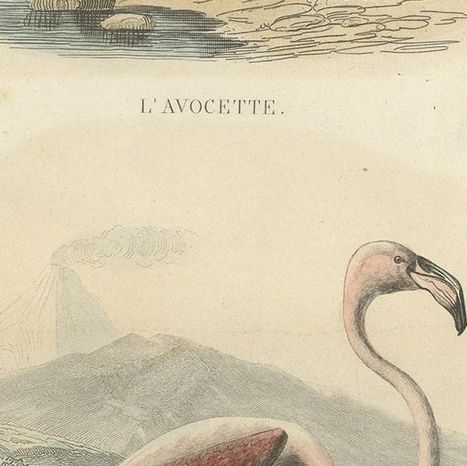 Antique Bird Print of the Pied Avocet and Greater Flamingo by Richard '1837', close-up 2