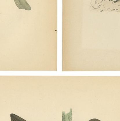 Set of 5 Antique Bird Prints Crow, Redwing, Thrush, Fieldfare 'circa 1860', close-up 1