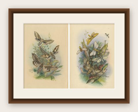 Stunning Vintage Butterfly and Moth Illustration Compilation, Hand-colored, 1860, shown framed