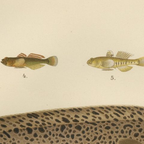 Spotted Wolffish, Broadhead Wolffish, and Gobies - Scandinavian Fish Litho, 1895, close-up 6