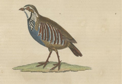 Handcolored Bird Print of a Male Quail and a Red-Legged Partridge, close-up 2