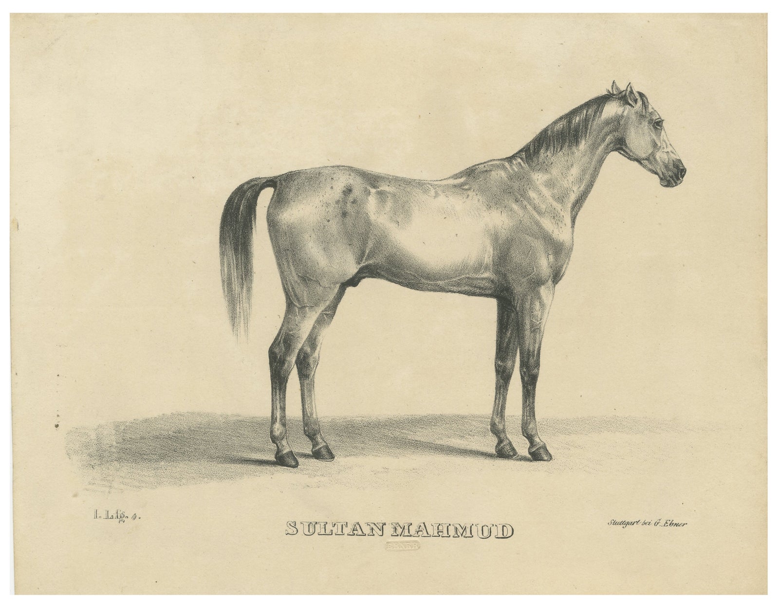Antique Arabian Horse Lithograph Sultan Mahmoud, Stuttgart 1846