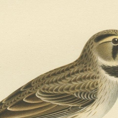 Decorative Old Bird Print of the Common Horned Lark, 1927, close-up 1