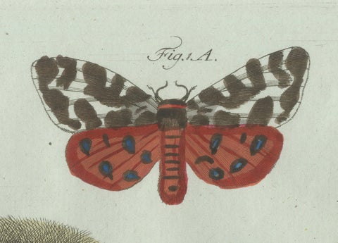Original Antique Print of Three Moths and Metamorphosis by Bertuch, c. 1800, close-up 1