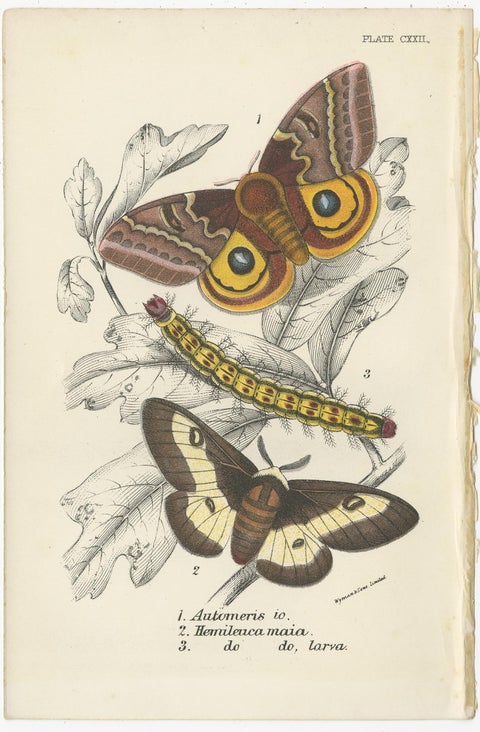 Set of 6 Antique Prints of Various Moths by Lloyd (Circa 1897), view 4