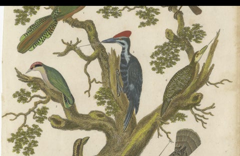 1811 Ornithology Land Birds Plate VI - Antique Piciformes Print, close-up 1