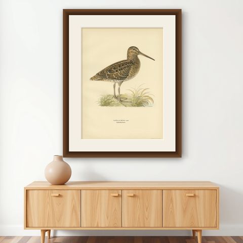 Antique Bird Print of the Great Snipe by Von Wright, 1929, shown framed on a wall