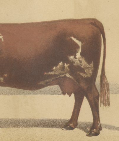 Ayrshire Cow, Scottish Dairy Cattle Chromolithograph by Olivier de Penne, 1863, close-up 3