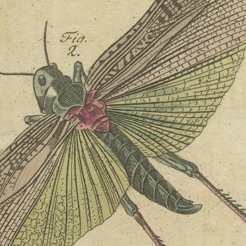Hercules Beetle and Lantern Fly, Antique Bertuch Print, Vienna, circa 1805, close-up 1