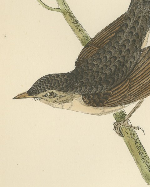 Grasshopper Warbler with Spread Wings on a Twig, Morris Print, 1896, close-up 1