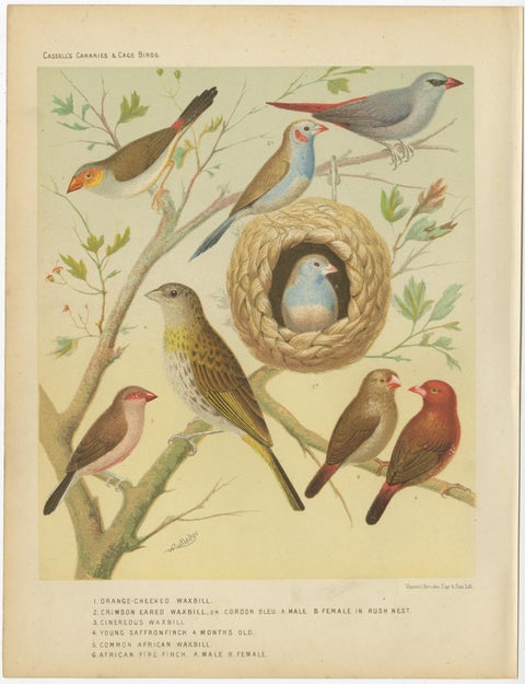 Antique Bird Print of the Orange-Cheeked Waxbill Cordon Blue and Others, view 2