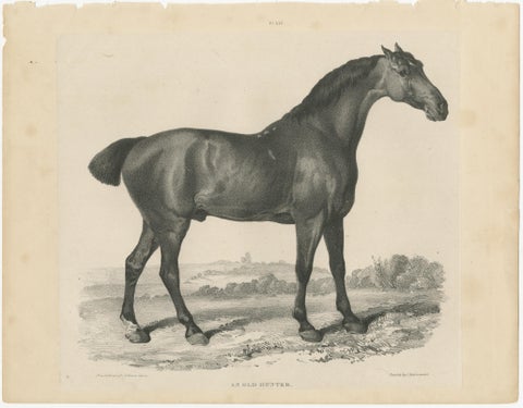 Johnny & An Old Hunter, Pair of Antique Sporting Horse Lithographs c.1840, view 3