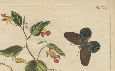 Exotic Wildflower with Butterflies, Rare Botanical Engraving by Meerburgh, 1775, close-up 1