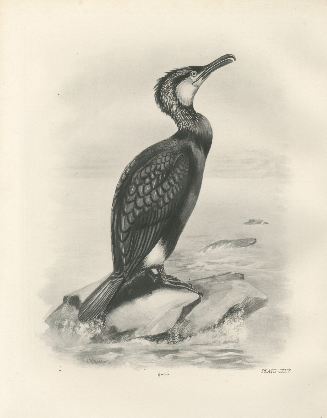 Cormorant in Breeding Plumage on a Rock after Lilian Medland, c. 1909