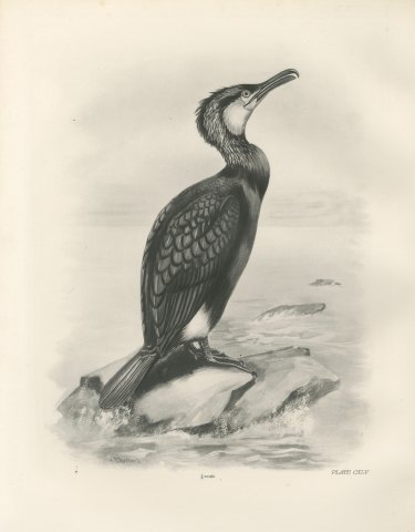 Cormorant in Breeding Plumage on a Rock after Lilian Medland, c. 1909