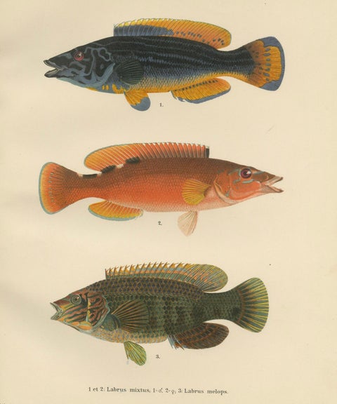 Colorful Wrasse Duo and Corkwing - Vibrant 19th Century Fish Lithograph, close-up 1