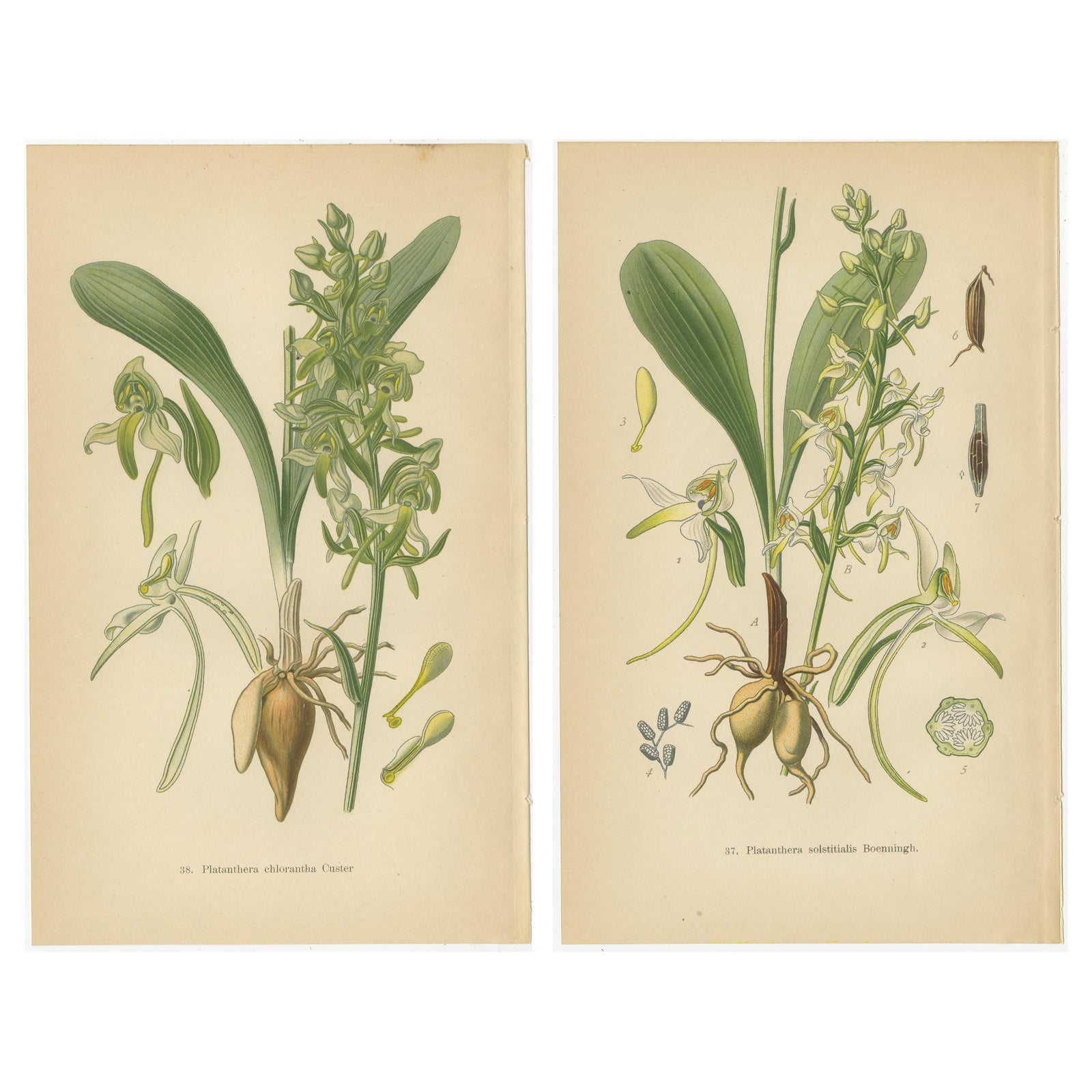 Vintage Orchids Published in 1904: A Study of Platanthera Species, 1904