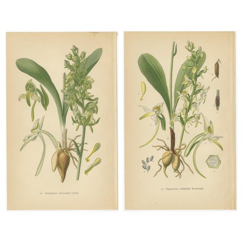 Vintage Orchids Published in 1904: A Study of Platanthera Species, 1904