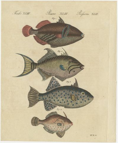 Triggerfish and Filefish from Tropical Reefs, Antique Bertuch Print, circa 1815, view 2