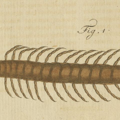 Centipede, Dung Beetle and Ant Lion, Antique Bertuch Print, circa 1805, close-up 3