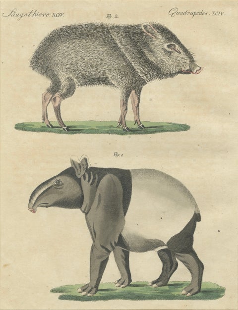Antique Malayan Tapir & Collared Peccary Engraving, Bertuch, c.1815, close-up 1