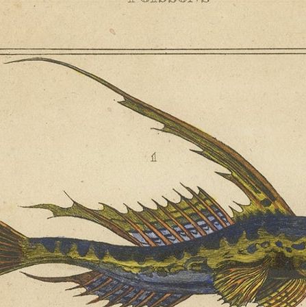 Antique Print of the Common Dragonet and Other Fish Species, circa 1844, close-up 1