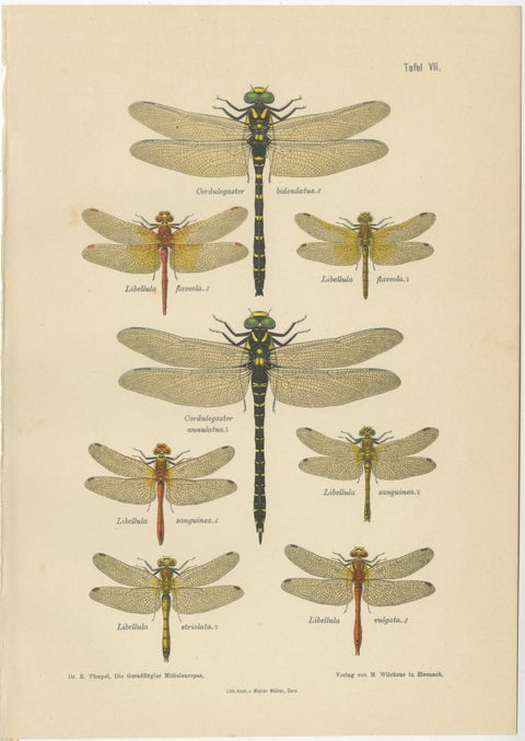 Set of Three Dragonfly & Damselfly Lithographs by Richard Tümpel, 1908, view 4
