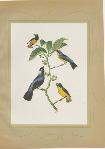 Tanagers and Honeycreepers, Brazilian Bird Print, Descourtilz, 1944, view 2