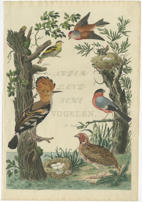 Rare Dutch Bird Print, Hoopoe, Bullfinch, Linnet and Quail, ca. 1770–1829, view 2
