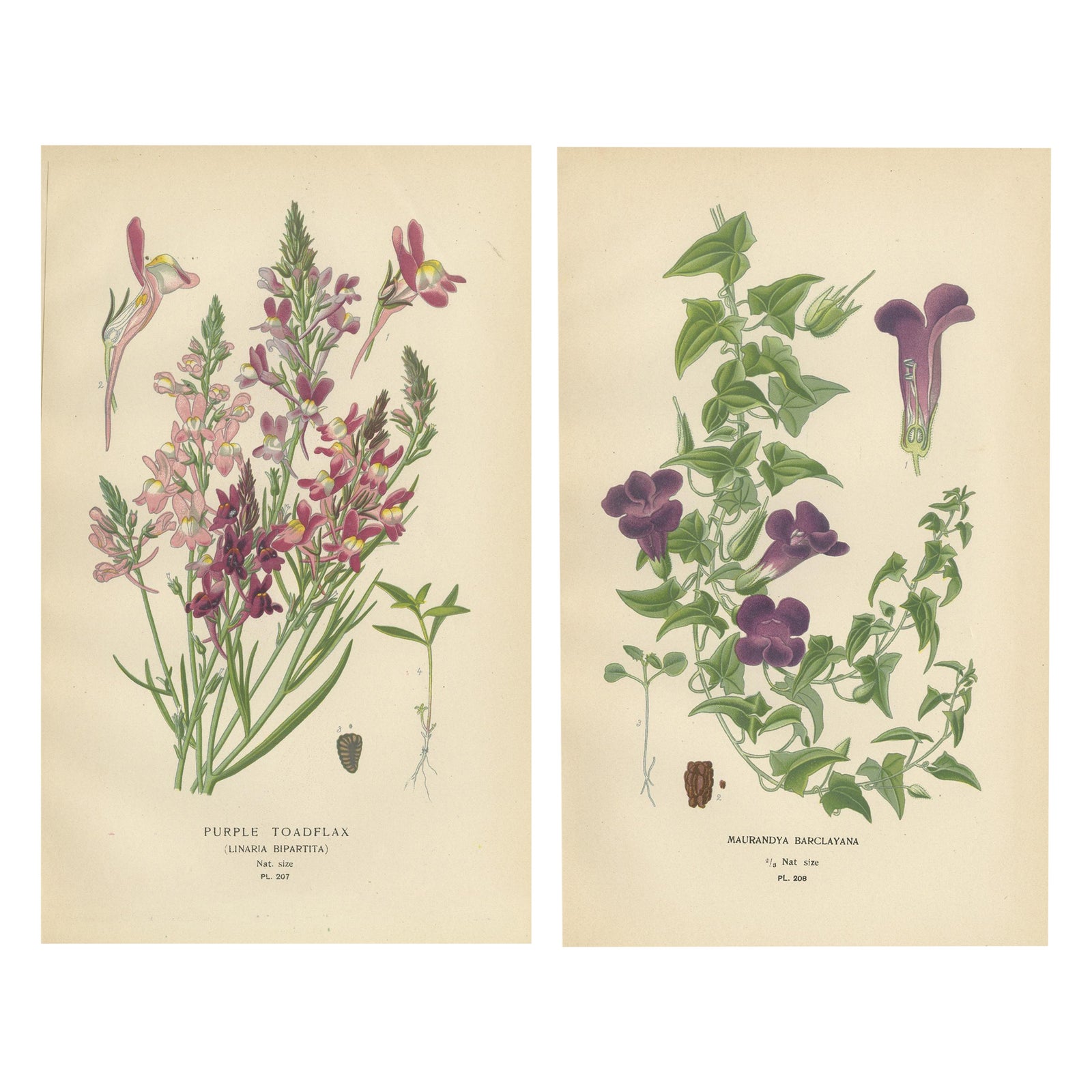 1897 Botanical Prints, Purple Toadflax and Maurandya Barclayana