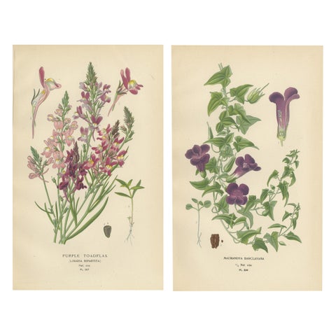 1897 Botanical Prints, Purple Toadflax and Maurandya Barclayana