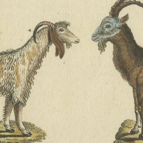 Antique Handcolored Engraving of Domestic Goats, c.1800, close-up 5