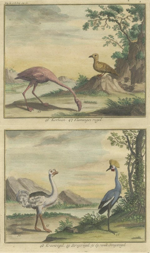Old Engraving of a Black Grouse, Flamingo, Ostrich and Common or Crested Crane, close-up 3
