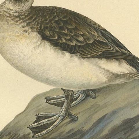Antique Bird Print of a Female Long-Tailed Duck by Von Wright, '1929', close-up 2