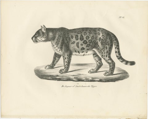 19th-Century Lithograph of the Jaguar, Also Known as the American Tiger, view 2