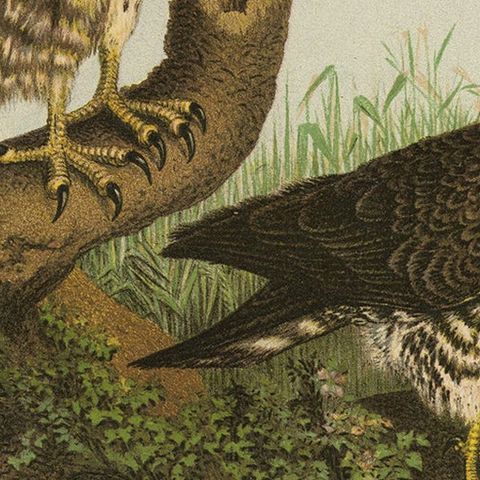Honey Buzzards, Antique Bird of Prey Print, Natural History Illustration, 1894, close-up 5