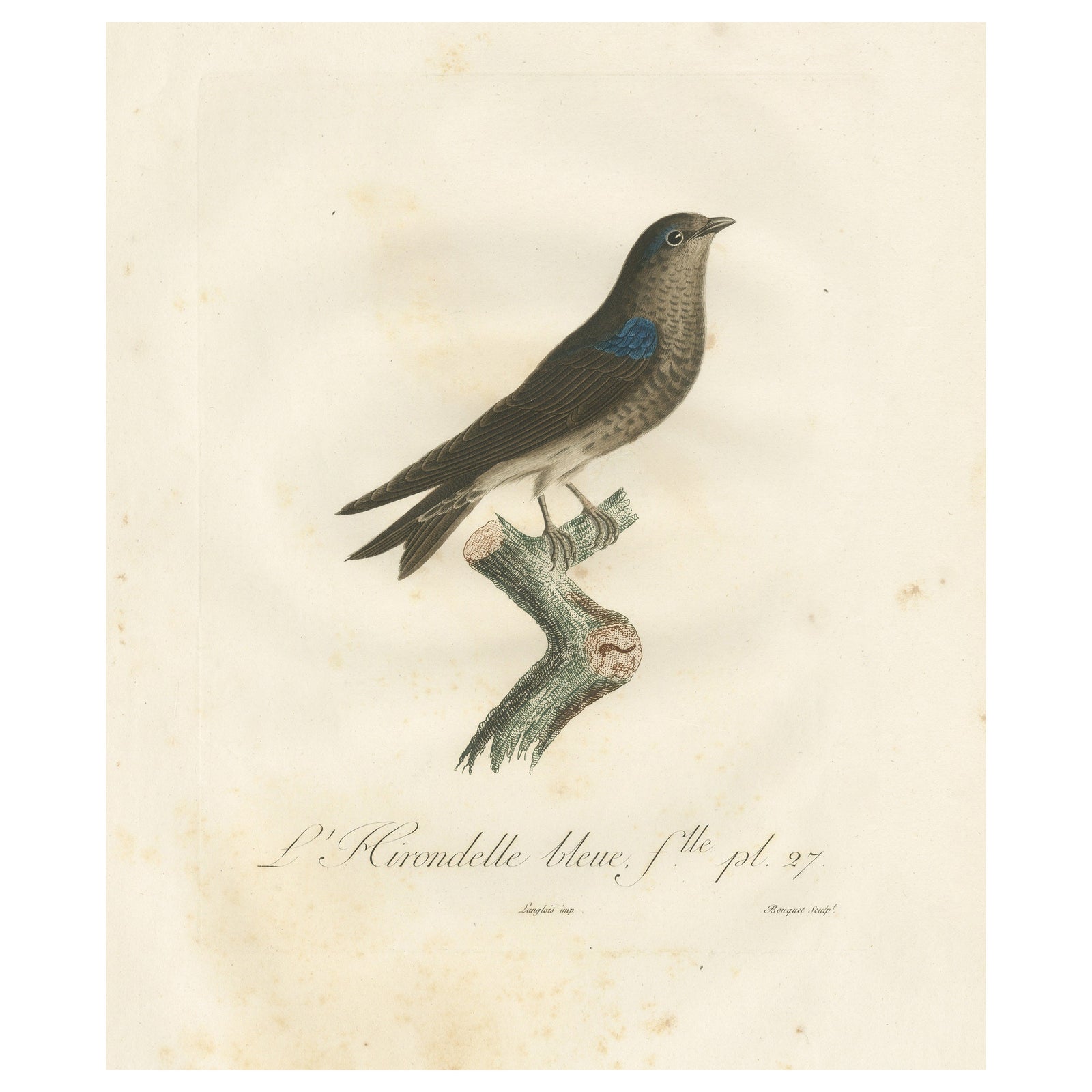 Feathered Sapphire: The Blue Swallow, A Vieillot Hand-Colored Print from 1807