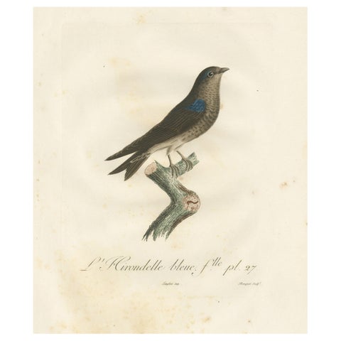 Feathered Sapphire: The Blue Swallow, A Vieillot Hand-Colored Print from 1807