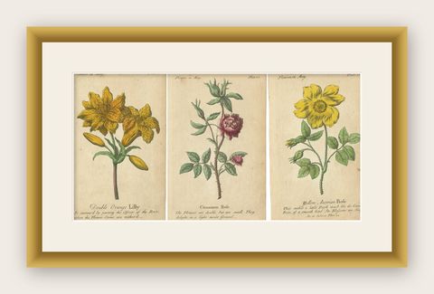 Antique Print of the Yellow Austrian Rose, Cinnamon Rose and Orange Lilly, 1747, shown framed