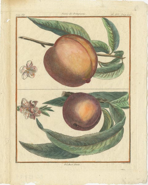 Vintage Botanical Fruit Prints of Apples, Pears and Peaches, Engravings of c1820, view 4