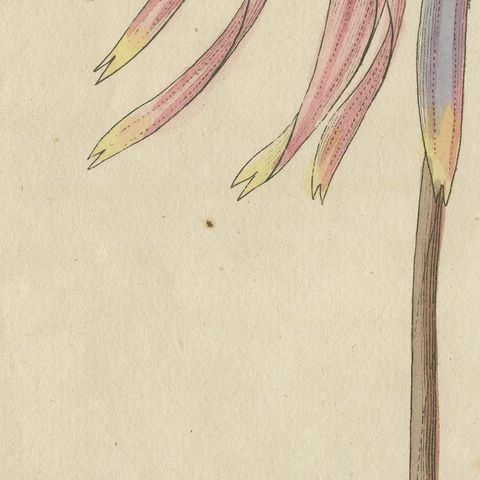Purple Coneflower Echinacea, Antique Bertuch Print, circa 1810, close-up 6